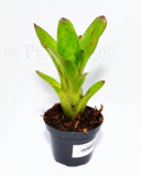 Neoregelia antigone