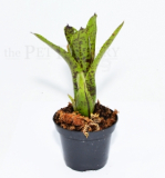 Neoregelia doris