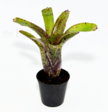 Neoregelia agnes