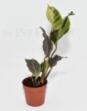 Calathea YELLOW FUSION