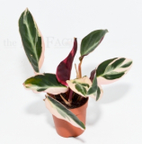 Calathea TRIOSTAR