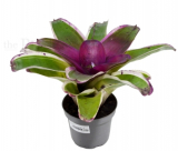 Neoregelia concentrica albomarginata SMALL FORM