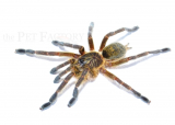 Harpactira baviana m