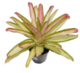 Neoregelia carolinea TRICOLOR AMARILLA