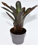 Neoregelia TIGERSTRIPES