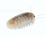 Cubaris spec. ANDAMAN PEARL