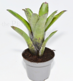 Neoregelia tristis