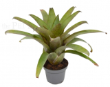 Vriesea botafogensis