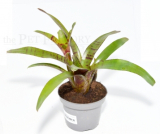 Neoregelia zeus