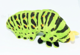 Kuschel Raupe Schwalbenschwanz