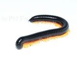 Alienostreptus bicoloripes YELLOW LEG