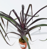 Vriesea bleheri
