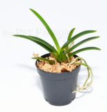 Neofinetia falcata