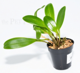 Stelis argentata