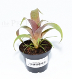 Tillandsia zizkae