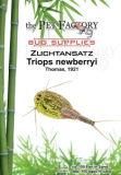 Zuchtansatz Triops newberryi