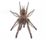 Chilobrachys fimbriatus L