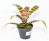 Vriesea splenriet