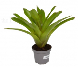 Neoregelia martin