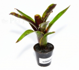 Neoregelia electra