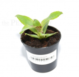 Neoregelia lilliputiana