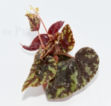Begonia filiformis