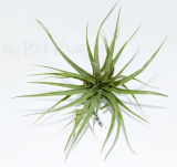 Tillandsia multiflora