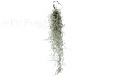 Tillandsia usneoides