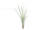 Tillandsia juncea