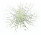 Tillandsia magnusiana