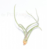 Tillandsia baileyii