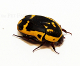 Pachnoda aemula