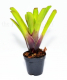 Neoregelia ajax