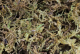 Trocken-Moos 100g