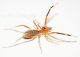 Galeodes granti