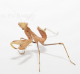 Sphodromantis lineola