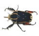 Mecynorrhina torquata ugandensis FARBMORPHE Larve