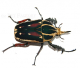 Mecynorrhina torquata ugandensis FARBMORPHE Larve