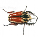 Mecynorrhina torquata ugandensis FARBMORPHE Larve