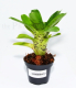 Neoregelia tigrina