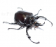 Megasoma mars