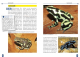Der Goldbaumsteiger (Dendrobates auratus)