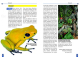 Der Schreckliche Pfeilgiftfrosch - Phyllobates terribilis
