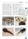 Der Färberfrosch - Dendrobates tinctorius