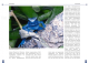 Der Blaue Pfeilgiftfrosch - Dendrobates tinctorius "azureus"