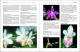 Bromelien, Orchideen und Farne im Tropenterrarium