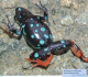 Madagaskar-Buntfrösche Die Gattung Mantella