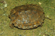 Amphibians and Reptiles of Southern Vietnam