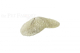 Herpolitha limax Koralle