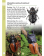 A Guide to Beetles of Borneo